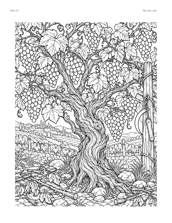 Coloring page: an old grapevine heavy with fruit, trained on a post above a terraced valley